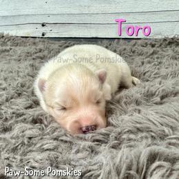 Toro - White female Pomsky puppy in Krum, Texas from Paw-Some Pomskies