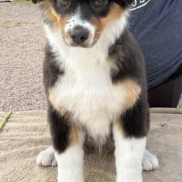 Australian Shepherd Puppies from Shawnkara Australian Shepherds & Miniature American Shepherds