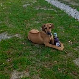 Rhodesian Ridgeback Puppies from Lyonnese Rhodesian Ridgebacks