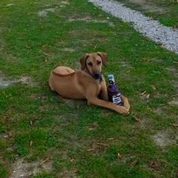 Rhodesian Ridgeback Puppies from Lyonnese Rhodesian Ridgebacks