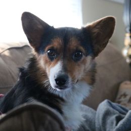 Willow - Pembroke Welsh Corgi
