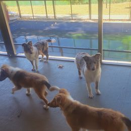 Shetland Sheepdog puppies from Kountry Home Shelties