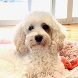 Lady Whistledown - Australian Labradoodle