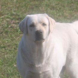 Ivory - Labrador Retriever