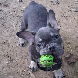 Groucy Smurf - Blue male French Bulldog puppy in Memphis, Tennessee from Love A Bull Frenchies