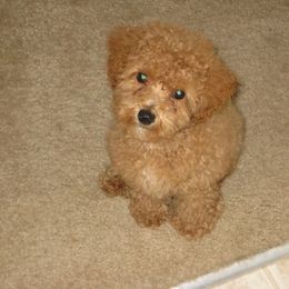 Poodle Puppies from Premier Poodle