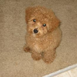 Poodle Puppies from Premier Poodle