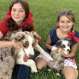 Aussiedoodles, Miniature American Shepherds, and Miniature Australian Shepherds from Biggie Ranch