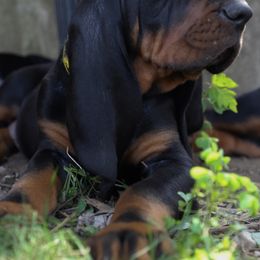 Black and Tan Coonhound Puppies from Summitt Black and Tans