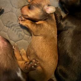 Girl 1 - Red female Dachshund puppy in South Haven, Kansas from Keen's Dachshunds