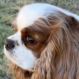 Cavalier King Charles Spaniel All Grown Up from King Royal Cavaliers
