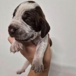 Washington - White and chestnut male Bracco Italiano puppy in Silver Summit, Utah from Snow Peak Kennel