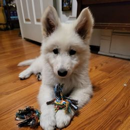 Girl 3 Halo - White female Berger Blanc Suisse puppy in Orland Park, Illinois from Starfyre Berger Blanc Suisse