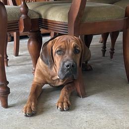 Roman - Fawn male Cane Corso puppy in San Isidro, Texas from MTZCC Ranch, LLC