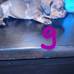 Dachshund Puppies from Three Ween Crew