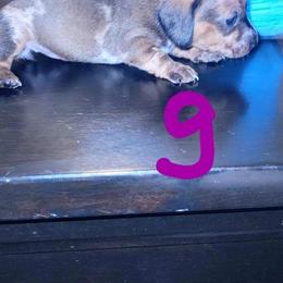 Dachshund Puppies from Three Ween Crew