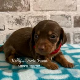 Chocolate and Tan Male Smooth Red Collar - Chocolate and tan male Dachshund puppy in Cleveland, Tennessee from Kelly's Doxie Farm