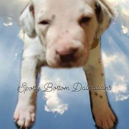 Dalmatian Puppies from Spotty Bottom Dalmatians