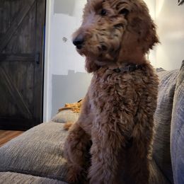 Goldendoodle All Grown Up from Dawnie’s Doodles