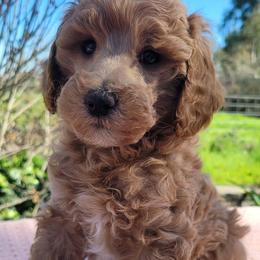 Max-videos 15-20 pounds - Red  male Poodle puppy in Orland, California from Elliott's Elite Puppies