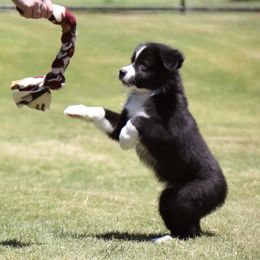 Texas Star (Tex) - Black tri male Miniature Australian Shepherd puppy in Weatherford, Texas from Ridgestar Aussies