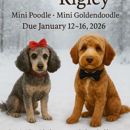 Goldendoodle puppies from Ruby Lane Doodles