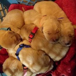 Golden Retriever Puppies from Davids Golden Retrievers