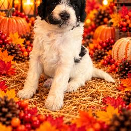 Dottie - Black and white female Cavapoo puppy in Myrtle Beach, South Carolina from Colorful-K9'S