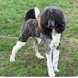 Marble - Poodle