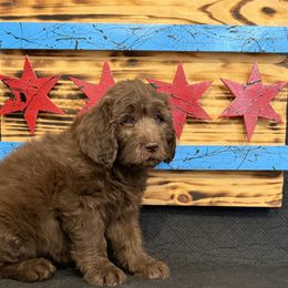 Millie - Brown and white female Saint Berdoodle puppy in Chicago, Illinois from Gentle Giant Saint Berdoodles