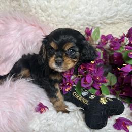 Coal - Black and tan male Cavalier King Charles Spaniel puppy in Conway, Missouri from Jordan  Harrison