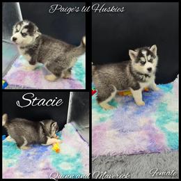 Stacie - Black and white female Siberian Husky puppy in Bloomfield, Indiana from Paiges lil huskies