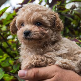 Poodle puppies from Southern Girls Poodles