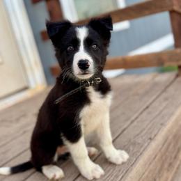 Confetti (Green) - Tri-color male Border Collie puppy in Lodi, California from R3 Sport Dogs (Rafter 3 Ranch)