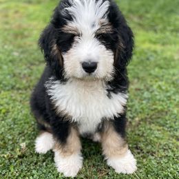 Bernedoodle and Poodle Puppies from Ohio Doodles N Poodles