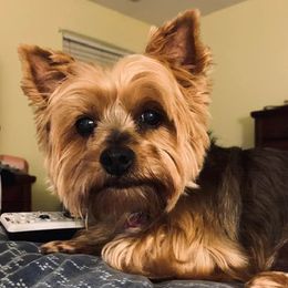 Yorkshire Terriers from Sheryl’s Yorkies