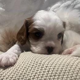 Jamison - Blenheim male Cavalier King Charles Spaniel puppy in Pennsylvania from Julie's Cavalier King Charles Spaniels