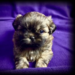 Gracie - Brindle female Shih Tzu puppy in North Central Oregon, Oregon from T-Amore Shih Tzu