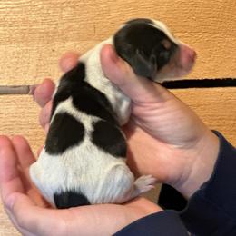 Male 2 - Black brown and white male Basset Hound puppy in Lindley, New York from Hill Top Basset Hounds & Cane Corso