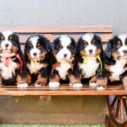 Bernese Mountain Dog Puppies from Breakfield Berners