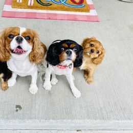 Cavalier King Charles Spaniel Puppies from Farrever Cavaliers