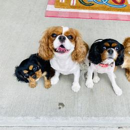 Cavalier King Charles Spaniel Puppies from Farrever Cavaliers