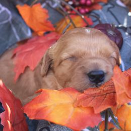 Bernedoodle, Bernese Mountain Dog, Cavapoo, Goldendoodle, and Poodle Puppies from Happy Valley Puppies