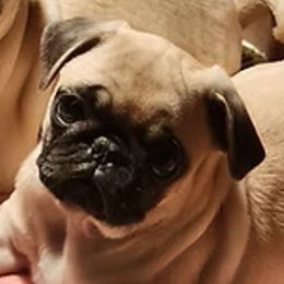 Stella - Fawn female Pug puppy in Blue Ridge, Georgia from Ausband Farm Pugs