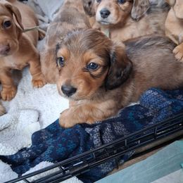 Red Collar Boy - Chocolate and cream male Dachshund puppy in Farmerville, Louisiana from Hancock House of Basset Hounds & Mini Dachshunds