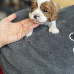 Cavalier King Charles Spaniel and Cavapoo Puppies from Larisa's Cavaliers