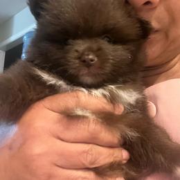 Kona - Chocolate male Pomeranian puppy in Bristol, Connecticut from Mala Poms