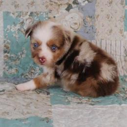 Sunshine - Red merle female Toy Australian Shepherd puppy in Okeana, Ohio from Fetching Toy Aussies