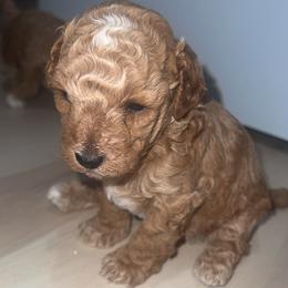 Cavapoo, Cockapoo, Goldendoodle, and Maltipoo Puppies from Perdue Puppies
