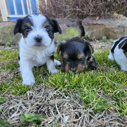 Yorkshire Terrier Puppies from Denny Farms Yorkies